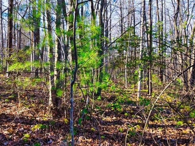 Land for sale in Tennessee