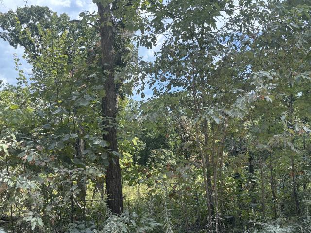 Land for sale in Crossville, East Tennessee