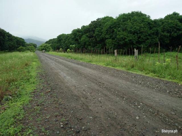 385 Hec. Upland MANGO Farm Iba, Zambales