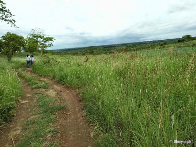 385 Hec. Upland MANGO Farm Iba, Zambales