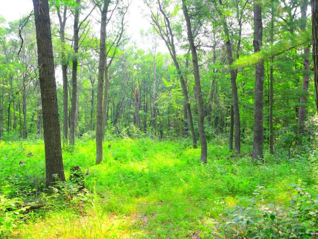 Land for sale in Todd, Minnesota