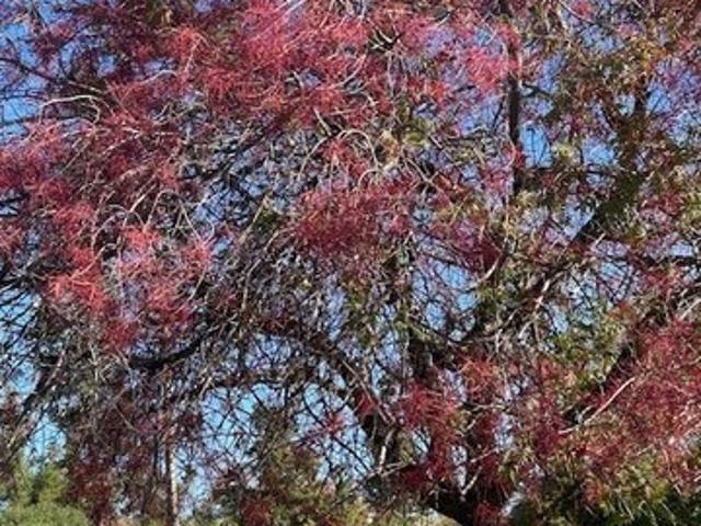 Land for sale in Butte, California