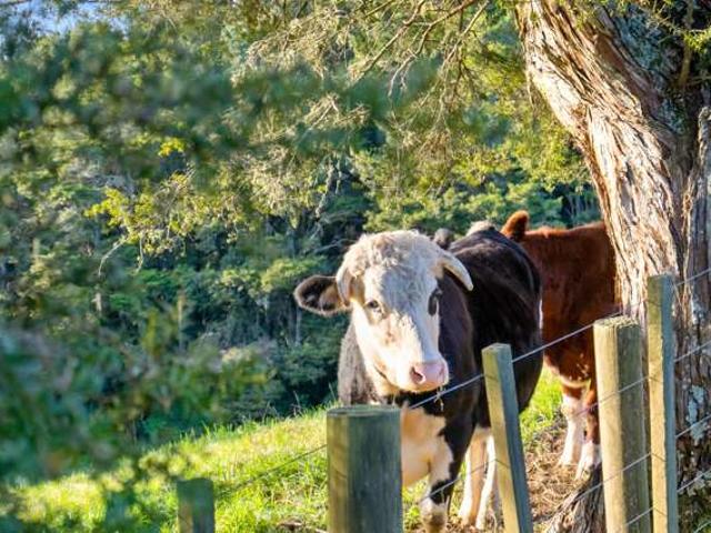 Property for sale in Whangarei, Northland