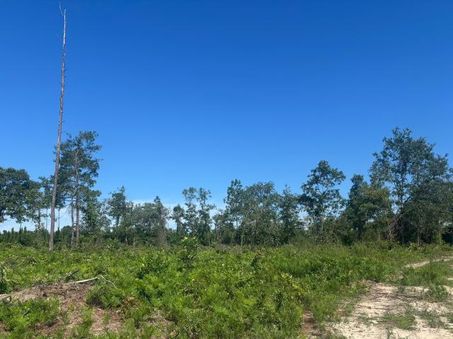 Land for sale in Georgia