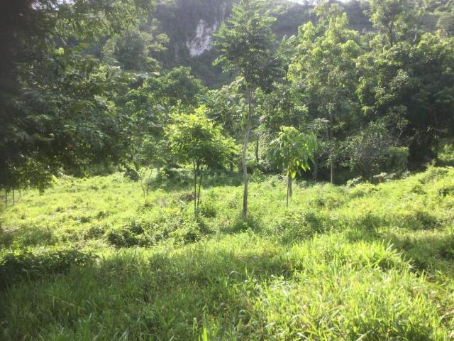 Rancho en venta en Palenque, Chiapas