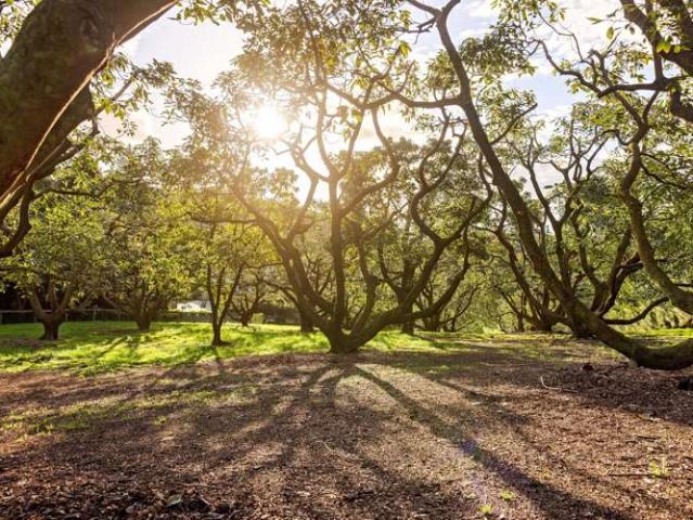 Property for sale in Te Puna, Bay Of Plenty