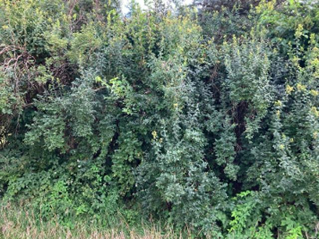 House for sale in Ottawa, Ottawa Township