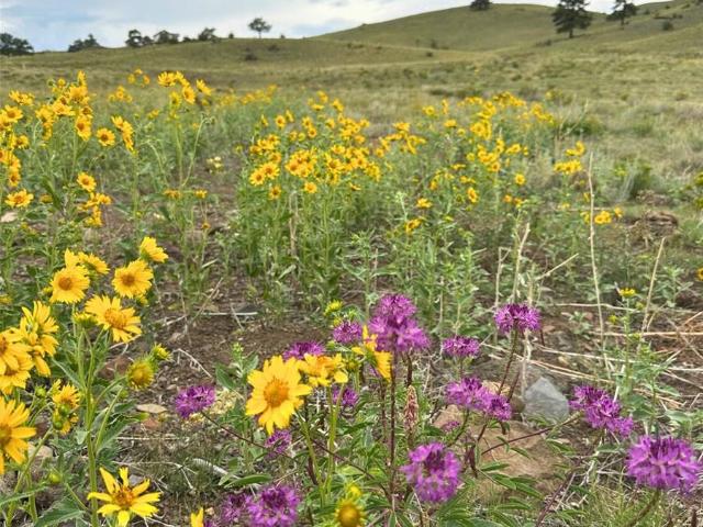 Land for sale in Hartsel, Colorado