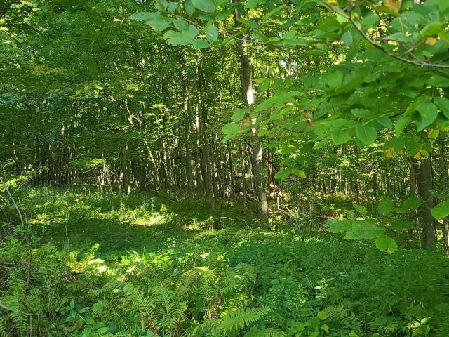 Land for sale in Whallonsburg, Essex County