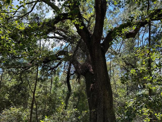 Land for sale in Evans, Georgia