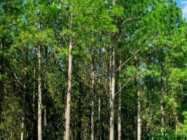 Land for sale in Broken Bow, Oklahoma