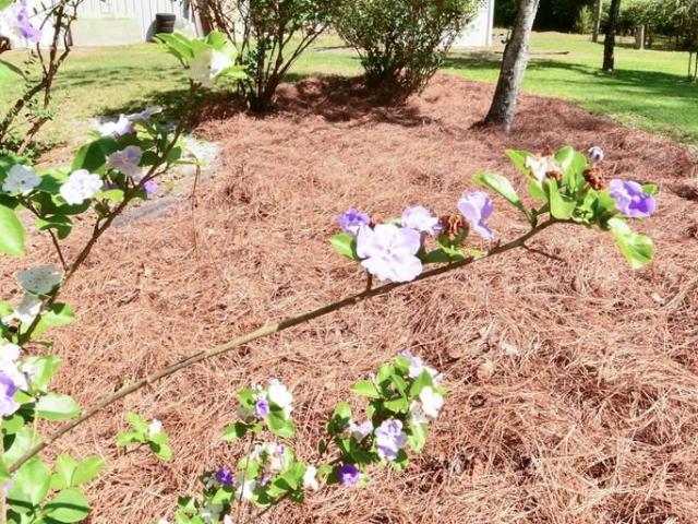 House for sale in Jesup, Georgia