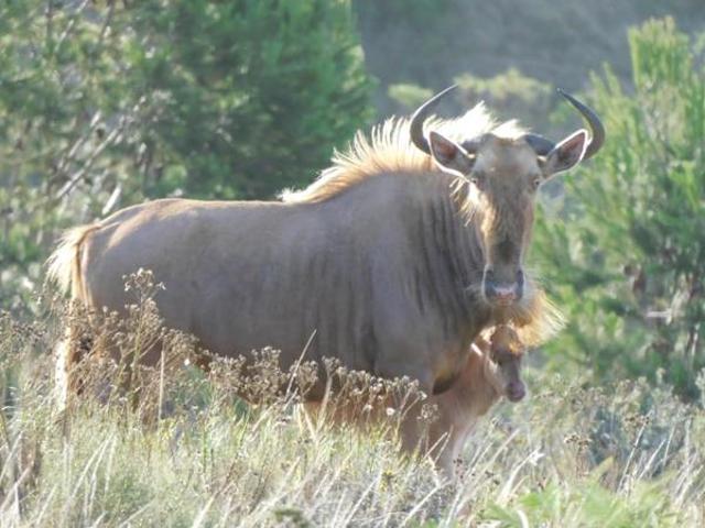 Property for sale in Cape St Francis, Eastern Cape