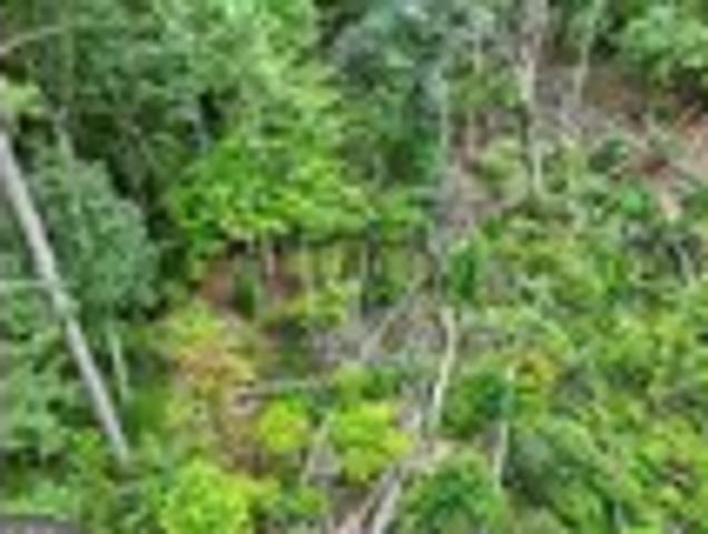 Land for sale in Pickens, Georgia