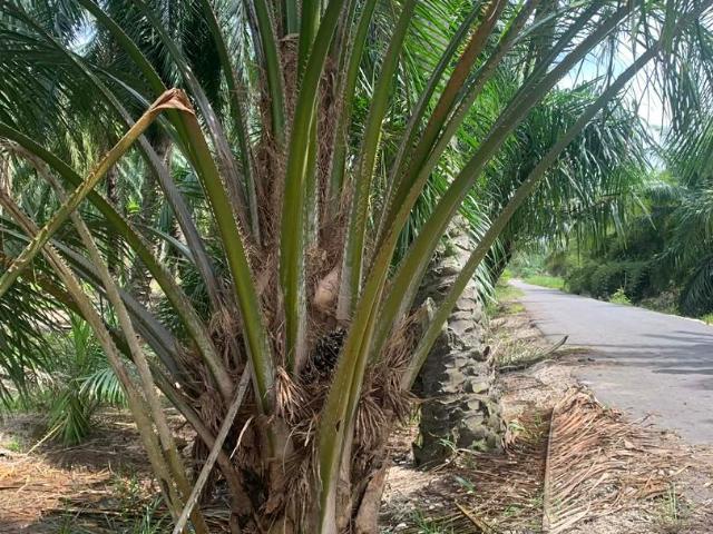 Property for sale in Selangor