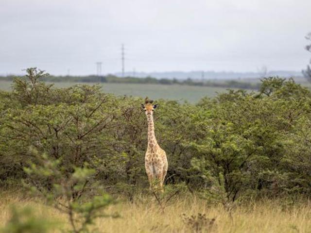 Land for sale in Bushmans River Mouth, Eastern Cape