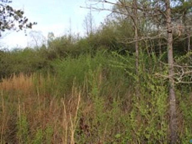 Land for sale in Cedar Bluff, Alabama