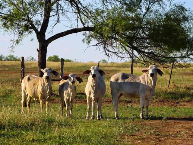 Land for sale in Nixon, Texas