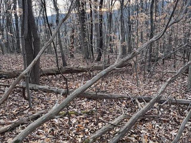 Land for sale in Williamsburg, Kentucky