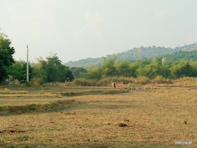 3. 35Ha. Riceland & Upland Farm near the Beach Botolan, Zambales