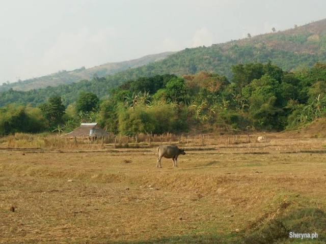 3. 35Ha. Riceland & Upland Farm near the Beach Botolan, Zambales