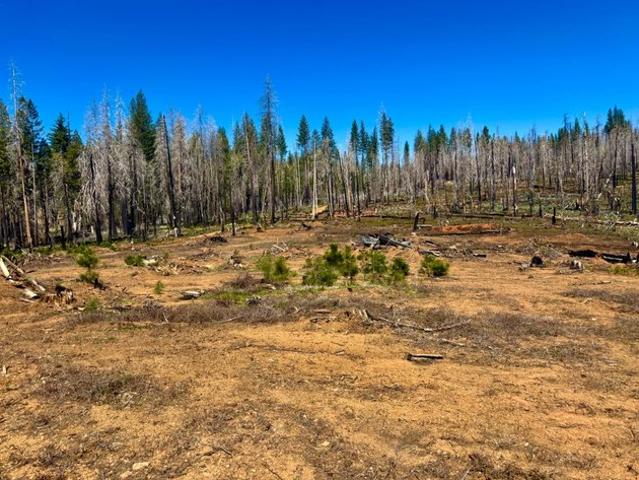 Land for sale in Grizzly Flats, California