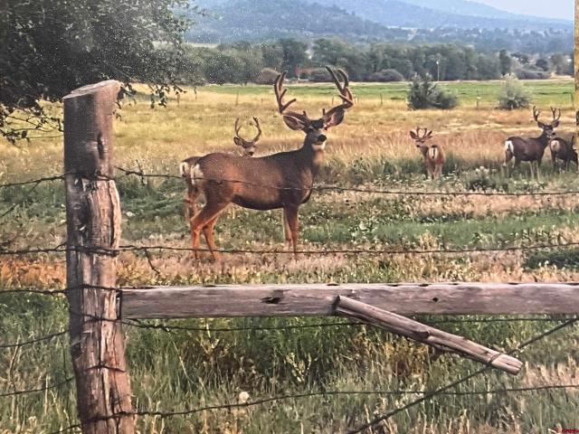 Land for sale in Montezuma, Colorado