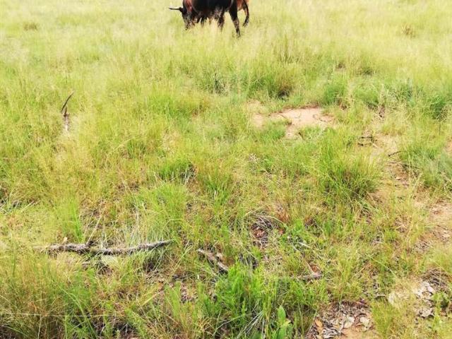 Land for sale in Johannesburg