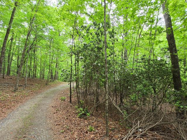 Land for sale in Morganton, Georgia
