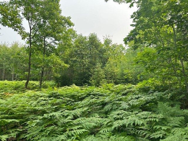 Land for sale in Rhinelander, Wisconsin