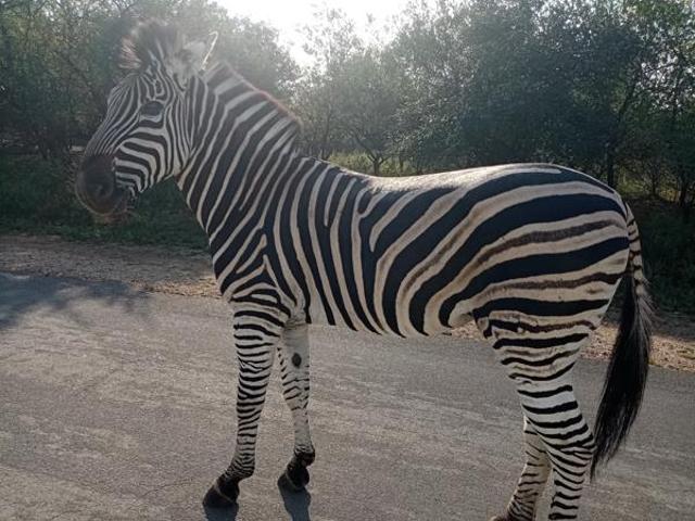 Property for sale in Ehlanzeni, Mpumalanga