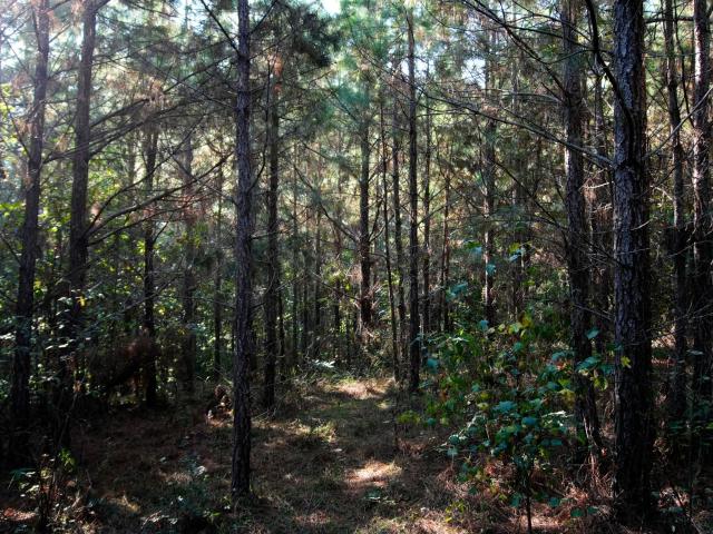 Land for sale in Cherokee, Colbert County