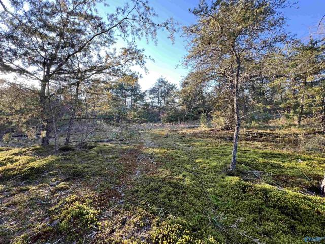 Land for sale in Cedar Bluff, Alabama
