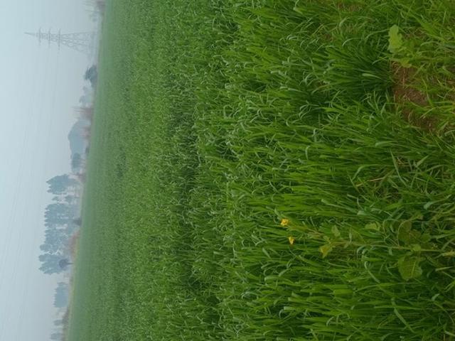 Land for sale in Hariana
