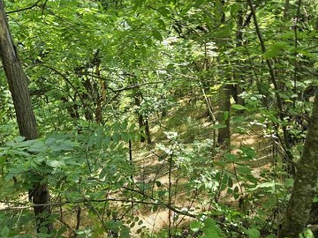 Land for sale in Virginia