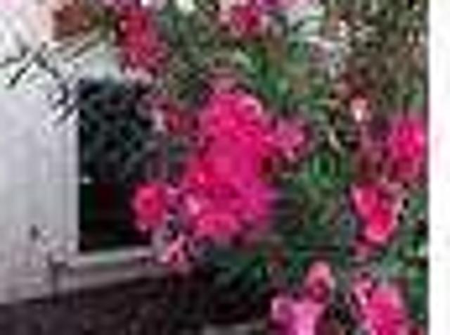 House for rent in Woodford, Illinois