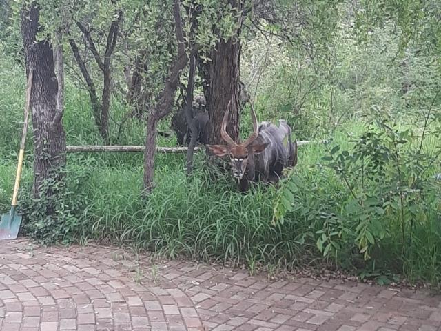 House for sale in Nylstroom, Limpopo
