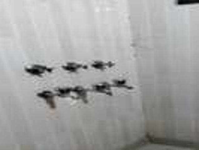 Flat for sale in Rohini, Delhi