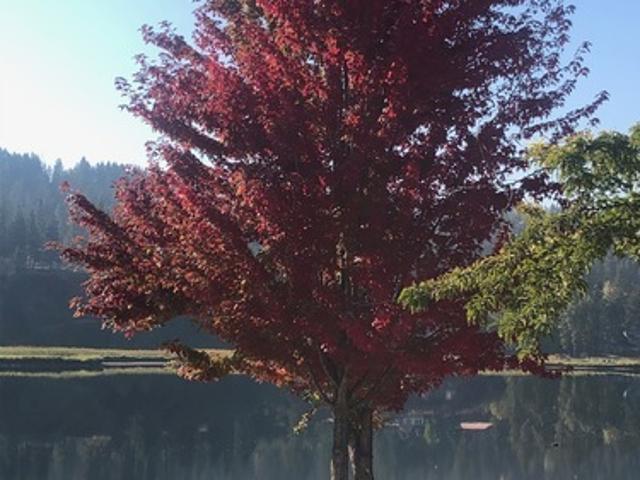 Apartment for rent in Coeur D Alene, Idaho
