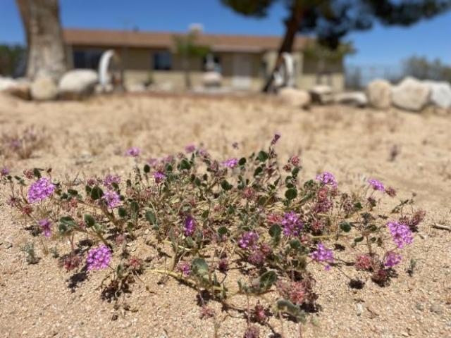 House for rent in Joshua Tree