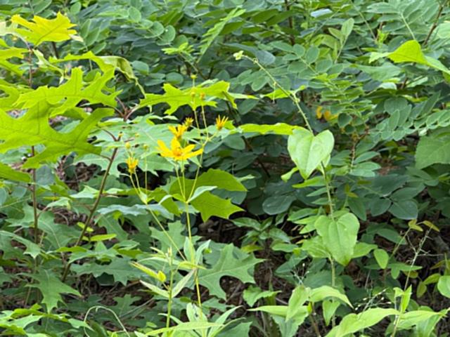 Land for sale in Tennessee