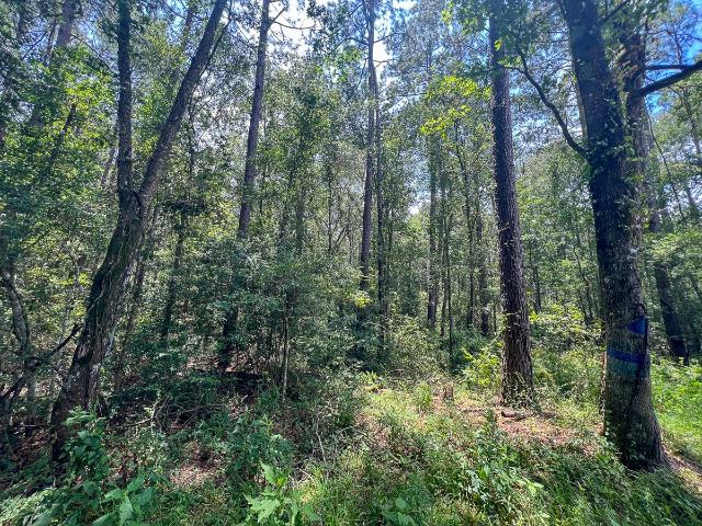 Land for sale in Jasper, Texas