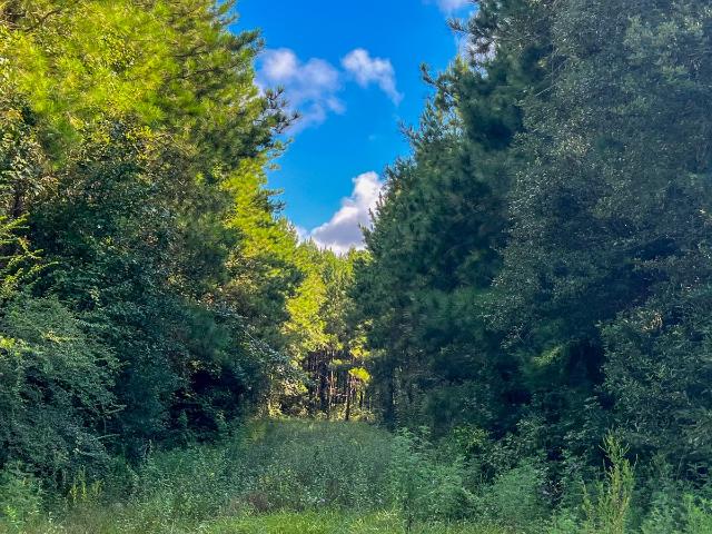 Land for sale in Jasper, Texas