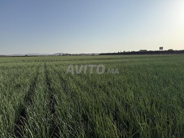 Propriété vente à Meknès