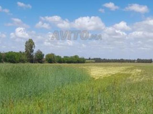 Propriété vente à Rbat