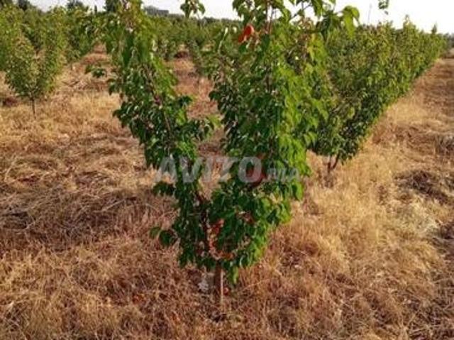 Propriété vente à Meknès