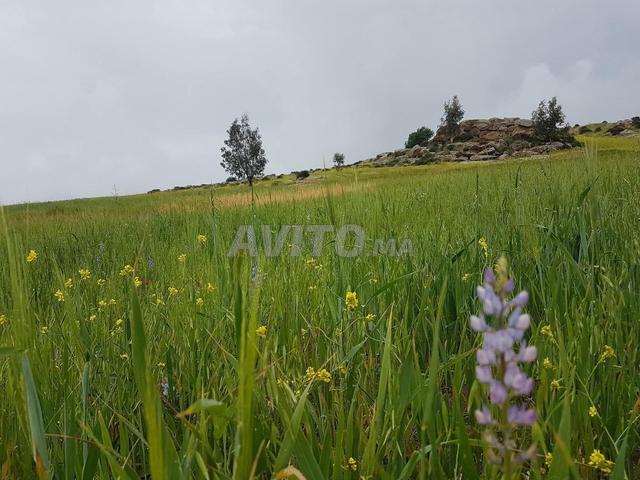 Propriété vente à Laghoualem