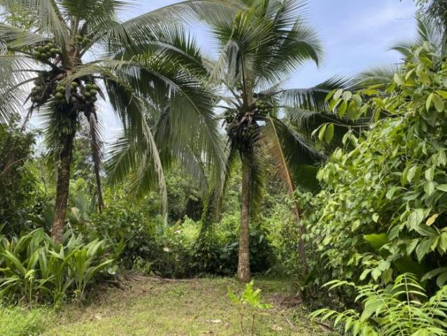 3 hectares of caribbean oceanfront in miramar