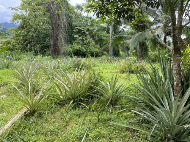 3 hectares of caribbean oceanfront in miramar