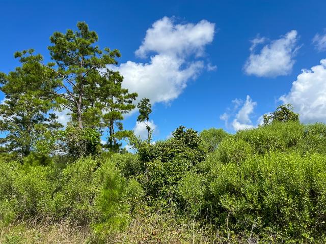 Land for sale in Burkeville
